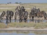 Africa 116 : Africa, Animal, Botswana, Landscape, Makgadikgadi, Mammal, Waterhole, Wildebeest, Zebra